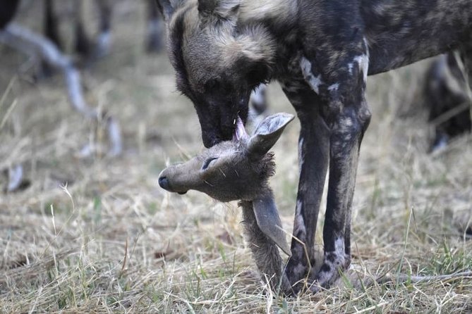 10 Day Zimbabwe and Chobe NP Tour - Frequently Asked Questions