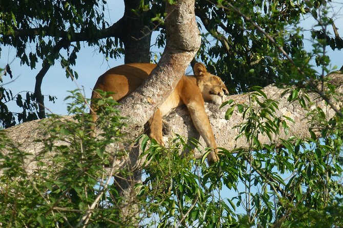 10 Days Uganda Safari With Gorillas - Highlights and Itinerary