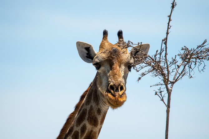 11 Days Botswanas Great Safari Experience - Traveler Insights
