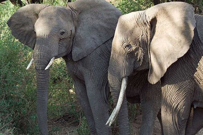 11 Days Guided Group Safari in Kenya And Tanzania - Traveler Reviews and Feedback
