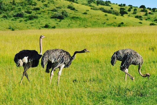 12 Days Samburu Ol-Pejeta Lake Nakuru Masai Mara Lake Naivasha Amboseli Safari - Frequently Asked Questions