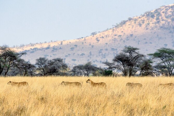 12 Days Wildlife Safaris And Culture Tour - Frequently Asked Questions