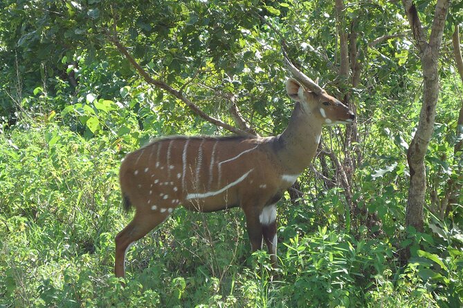 15-Day Ghana Wildlife Private Tour - Traveler Reviews