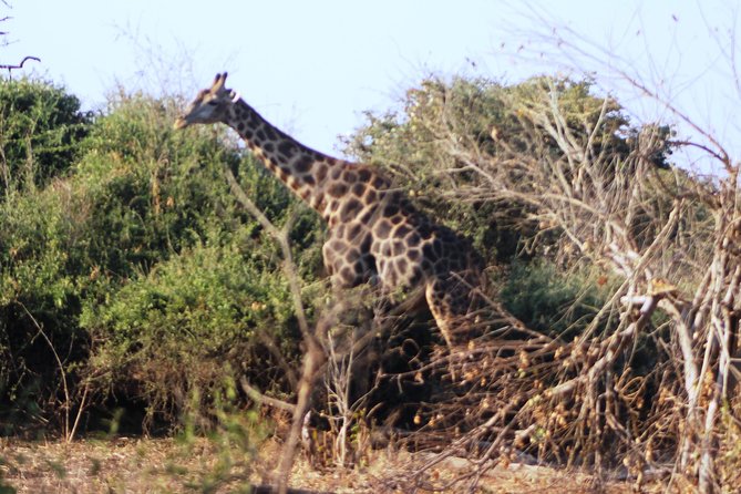 2-Day Camping Safari in Chobe National Park From Victoria Falls - Traveler Reviews