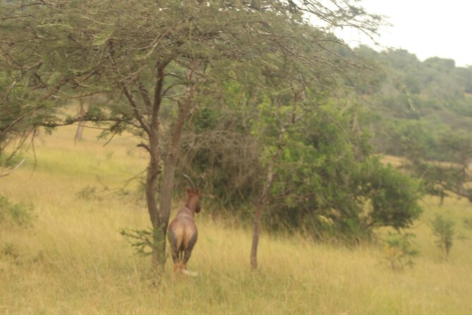 2 Day Lake Mburo National Park Wildlife Safari - Traveler Reviews and Recommendations