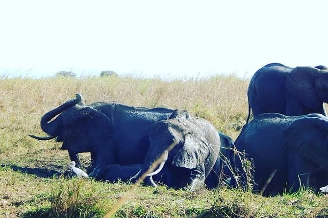 2-Day Private Mikumi National Park Tour From Dar Es Salaam - Booking Process
