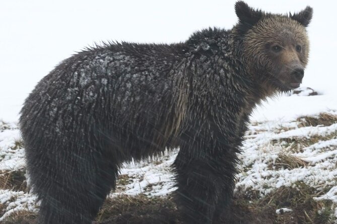 2-Day Private Yellowstone Tour(Lower and Upper Loops W Iconic Sites) W Lunch - Important Tour Details