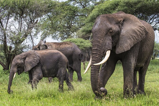 2-Day Sublime Safari to Tarangire and Ngorongoro Safari - Frequently Asked Questions