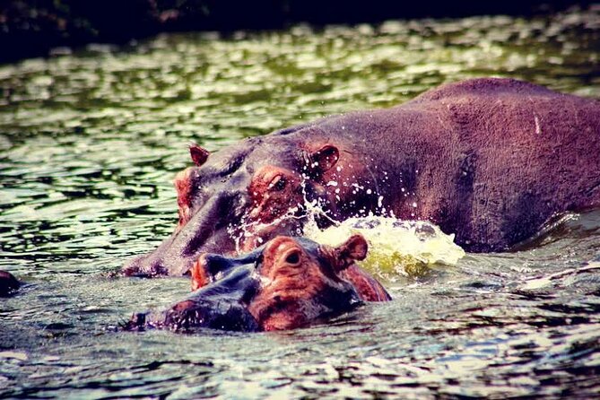 2-Day Wildlife Safari in Lake Mburo National Park - Frequently Asked Questions