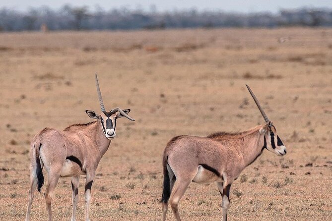 2 Days 1 Night Mikumi National Park: a Perfect Private Safari - Frequently Asked Questions