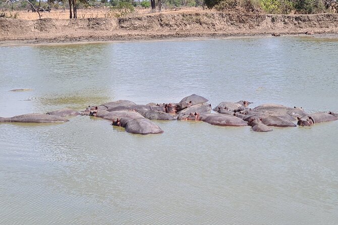 2 Days/ 1 Night Mikumi Tanzania National Park Safari - Tips for a Successful Safari