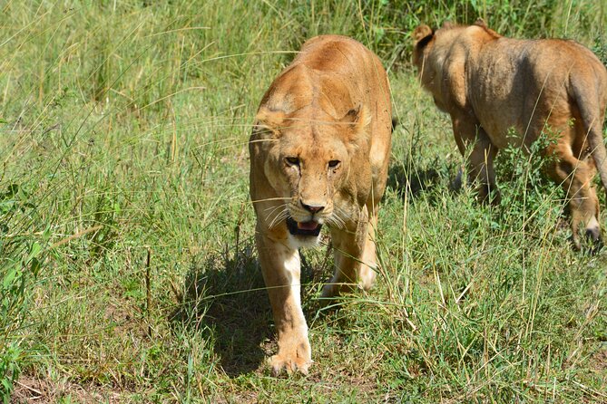 2 Days 1 Night Northern Joining Safari Private Tour - Customer Reviews and Ratings