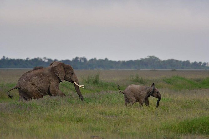 2 Days Amboseli Private Safari - Booking and Logistics
