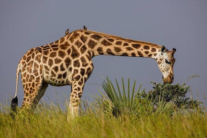 2 Days Family Safari to Murchison Falls Park Uganda - Frequently Asked Questions