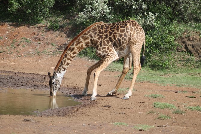 2 Days Masai Mara Safari - Frequently Asked Questions