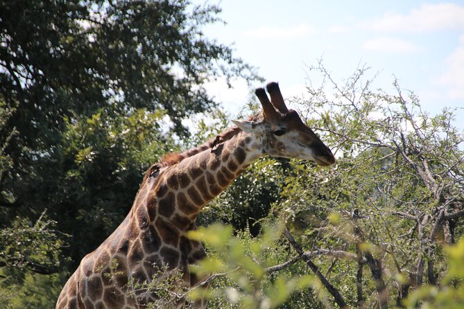 2 Days Pilanesberg National Park Luxury Safari - Getting to Johannesburg