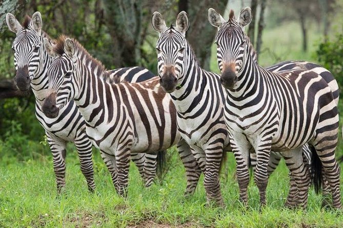 2 Days Ruaha National Park - Pricing and Cancellation Policy