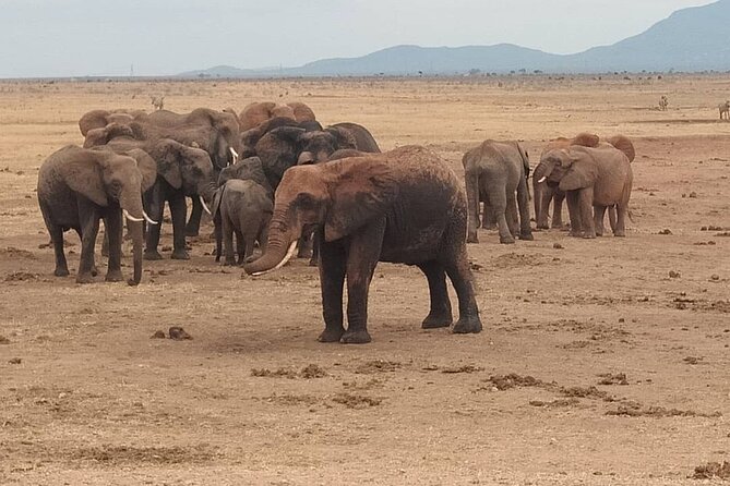 2 Days Safari Tsavo East - Additional Information