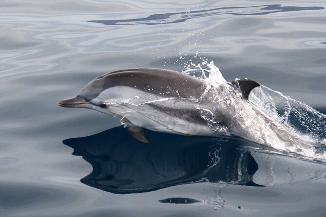 2-Hour Dolphin Watching Experience in Fuerteventura - Additional Information and Policies