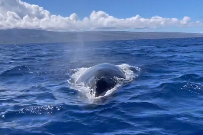 2 Hours 30 Minutes Whale Watch And/Or Scenic Tour - Booking and Cancellation Policy