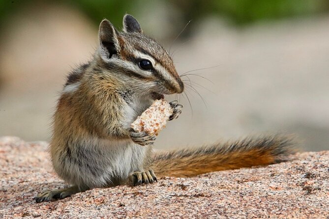3/4 Day Rocky Mountain NP Mountain to Sky+Bear Lake Rd Tour - RMNPhotographer - Customer Reviews