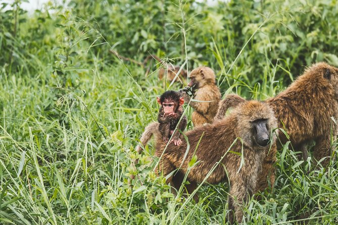 3-Day / 2 Nights Group Safari Serengeti & Ngorongoro Crater - Frequently Asked Questions