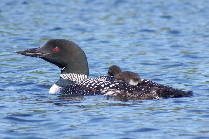 3 Day Algonquin Park Canoe Trip - Moose & Beaver Safari - Group Size and Guides
