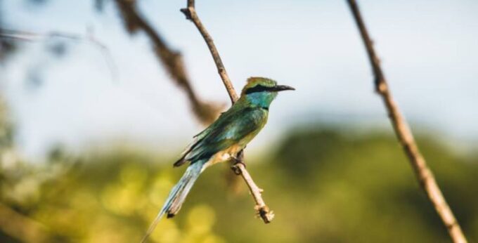 3-Day All Inclusive Wildlife Tour in Belihuloya & Yala - Important Information