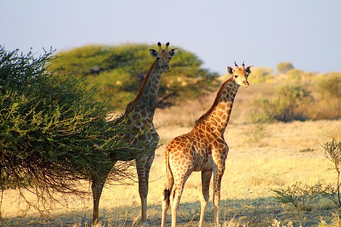 3 Day Central Kalahari Game Reserve Safari Tour - Frequently Asked Questions