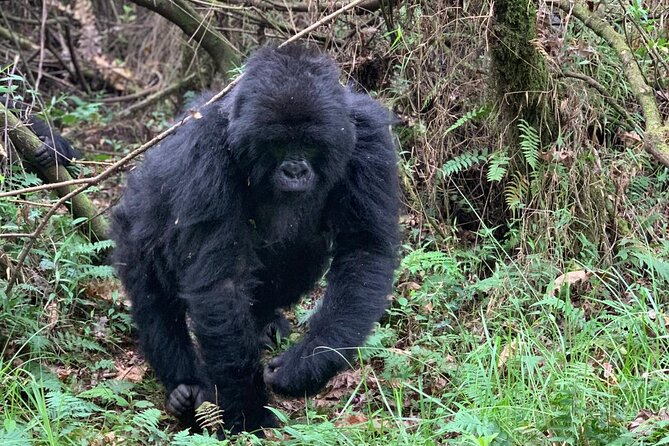 3 Day Gorilla Trekking Luxury Safari in Uganda - Frequently Asked Questions
