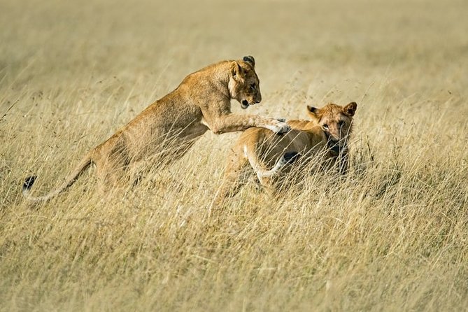3-Day Masai Mara National Park Superior Tour - Frequently Asked Questions