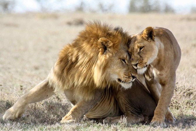 3-Day Masai Mara Safari Tour to See the Big Five and Wildebeest Migration - Pricing Information