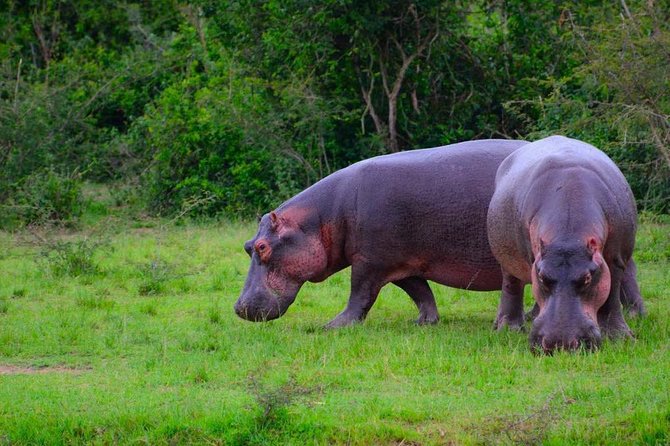 3 Day Private Safari to Murchison Falls National Park With Big Five Experience - Traveler Reviews