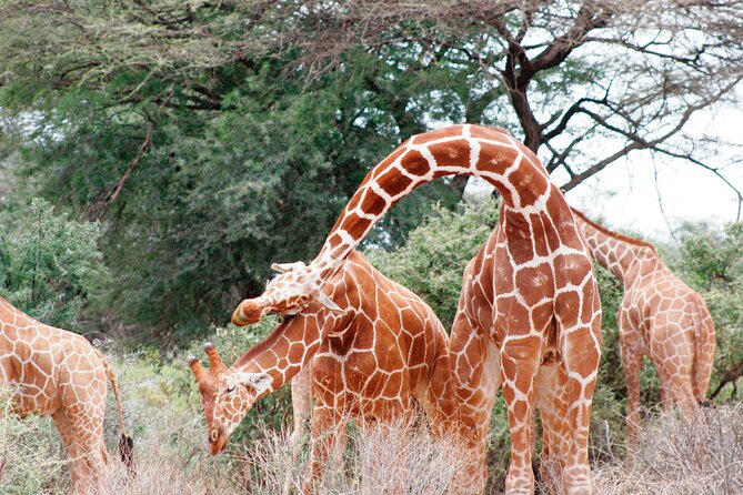 3-Day Samburu Luxury Safari - Frequently Asked Questions
