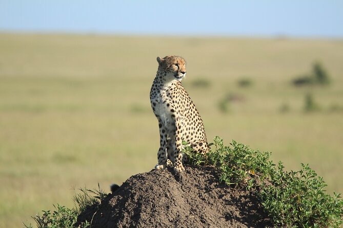 3-Day Sweetwaters: Ol Pejeta Conservancy Safari From Nairobi - Pricing and Customer Reviews