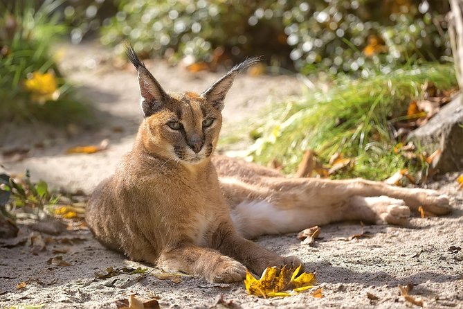3-Day Tanzania Safari - Tarangire and Ngorongoro Crater - Traveler Support Services