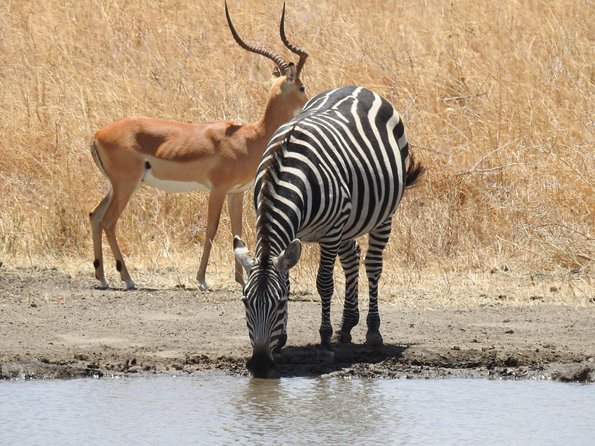 3 Day - Tarangire, Ngorongoro Crater Lake Manyara- Mid - Range - Traveler Reviews and Ratings