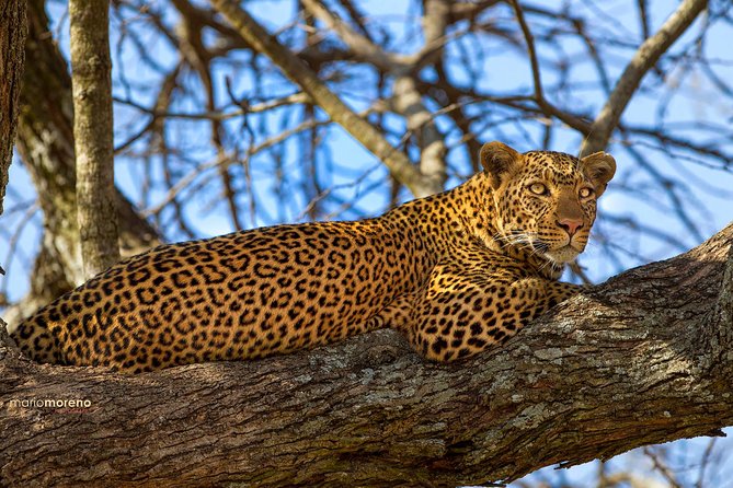 3-Day Taste of Tanzania Safari (Tarangire National Park and Ngorongoro Crater) - Extending Your Stay