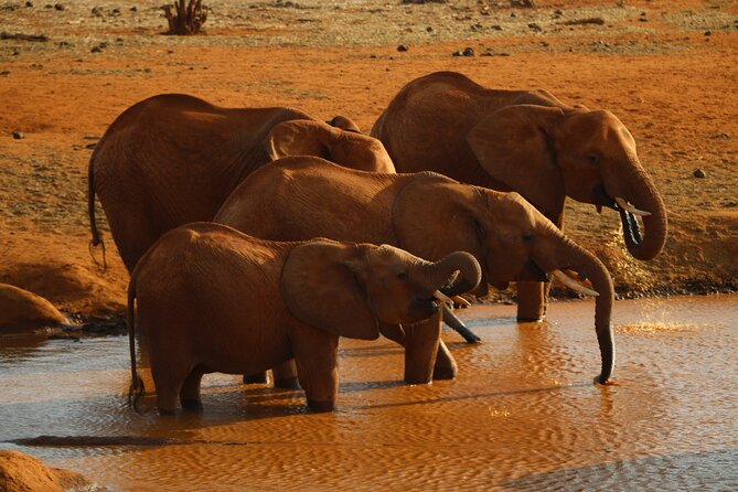 3 Days 2 Nights Maasai Mara Group Tour With 4x4 Jeep - Frequently Asked Questions