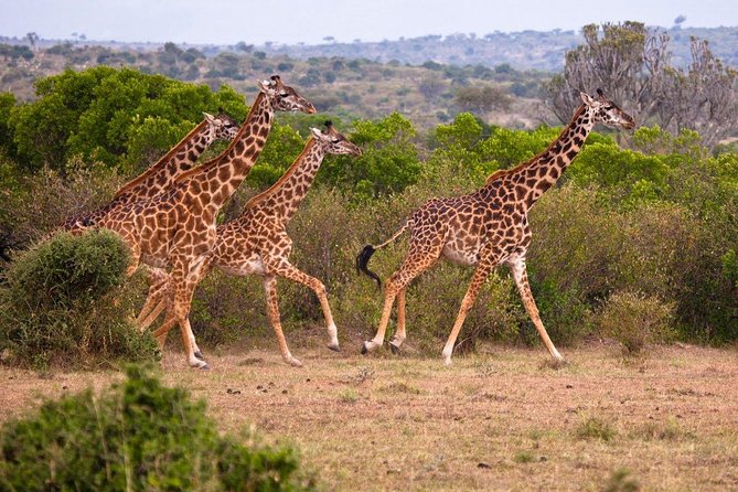3 Days 2 Nights Masai Mara Joining Safari From Nairobi - What to Expect on the Journey