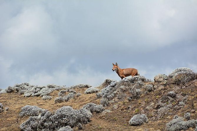 3 Days Bale Mountains Trekking - Frequently Asked Questions