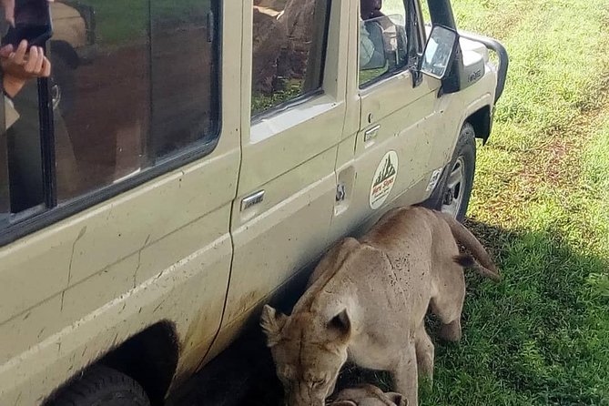 3 Days Lake Manyara, Ngorogoro Crater, Tarangire National Park - Guest Feedback