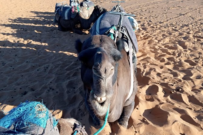 3 Days Luxury Private Desert Tour From Fez to Marrakech - Frequently Asked Questions