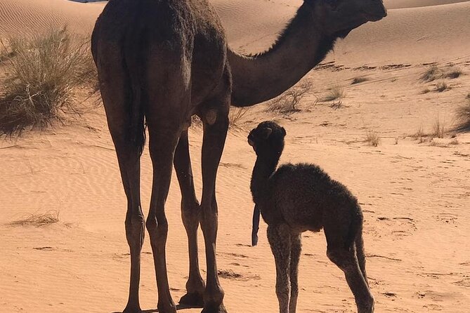 3-Days Private Sahara Desert Trek - Preparing for the Adventure