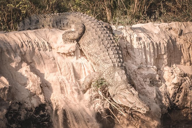 3 Days Safari - Mikumi National Park - Reviews and Ratings