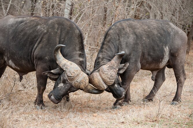 3 Days Safari Serengeti & Ngorongoro Crater - Health and Safety Considerations
