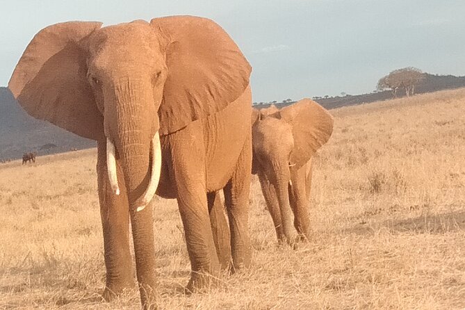 3 Days Safari Tsavo East and West - Frequently Asked Questions