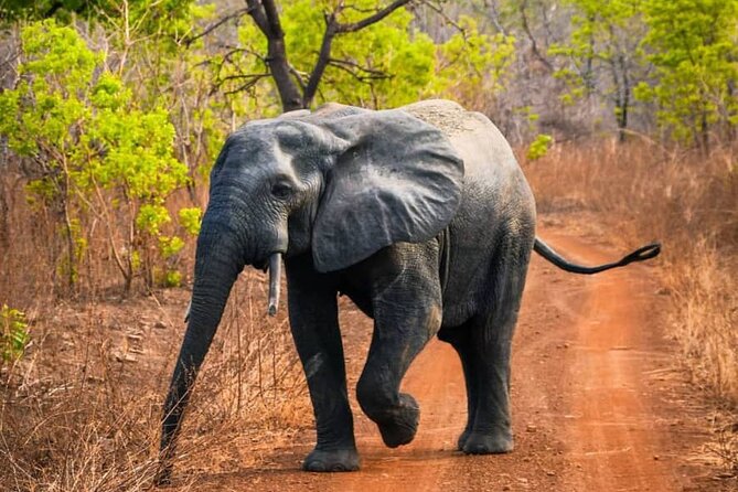 3 Days Sunrise Elephant Safari-Mole Park With -Round Trip Flight - Frequently Asked Questions