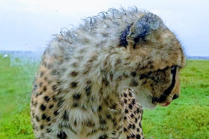 3 Days Tarangire, Manyara & Ngorongoro Mid-Range Camping Safari Tour Tanzania - Booking Information