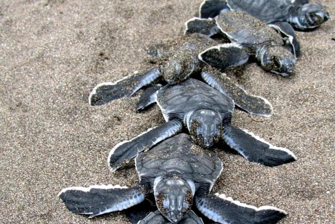 3-Days Tortuguero National Park Eco Adventure Tour - Preparing for the Adventure